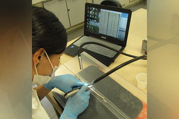 La investigadora hizo análisis a partir de los anillos de crecimiento de los árboles. Foto: cortesía Marileny Vásquez Piedrahíta.