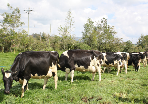 la U.N. Sede Medellín es líder en el tema de comportamiento y bienestar animal en la región.