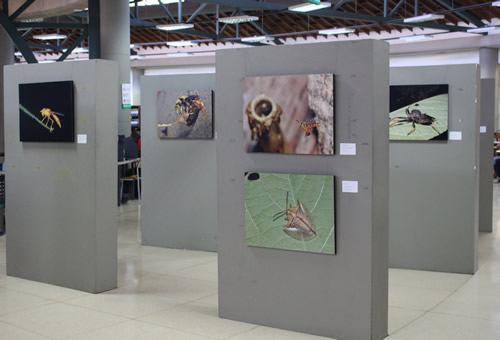 Chinches, grillos, mariposas, moscas, libélulas y demás engalanan la exposición.