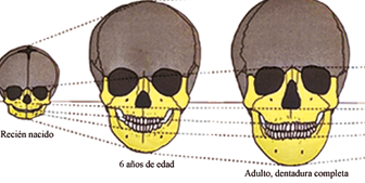 El estudio del CES presenta nuevas luces sobre el crecimiento craneofacial de la  población mestiza. (Foto tomada de:  http://gsdl.bvs.sld.cu/greenstone/collect/estomato/index/assoc/HASH01be.dir/f  ig10.38.png)