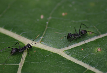 La profesora Uribe Soto señaló que los insectos son fuente para estudiar la diversidad.