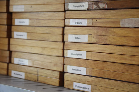 El Museo Micológico tiene como finalidad conocer y proteger la diversidad de los hongos fitoparásitos.