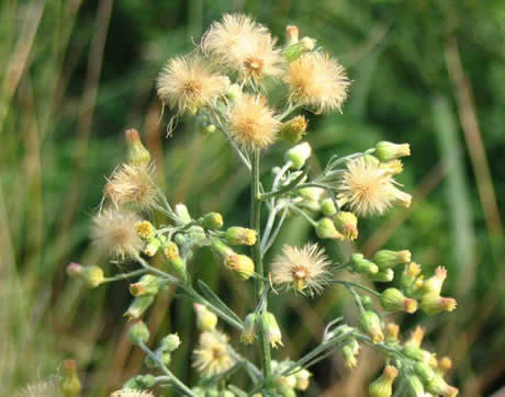 Conyza bonariensis. Foto tomada de: http://tribes.eresmas.net/fotos/flor/Dicot/Compositae/Conyza/C_bonariensis/conyza_bonariensis_02_p0c532_aitona_2.jpg