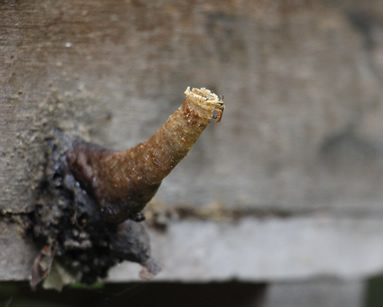 Colombia es el segundo país con más variedad de abejas.