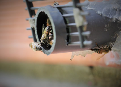 Las abejas son las responsables del 70% de la polinización.