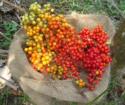Corozo chascaray, cultivo distintivo de la región. Foto cortesía.