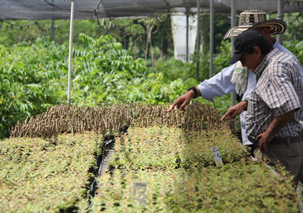 En el vivero se siembran los eucaliptos, lo que disminuye el costo en la siembra y producción.