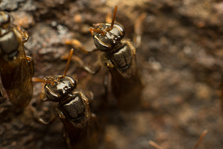 Partamona peckolti - Fotografía por Gustavo Espinel | Estudiante U.N.
