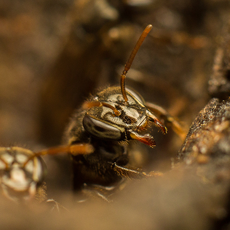 Partamona peckolti - Fotografía por Gustavo Espinel | Estudiante U.N.