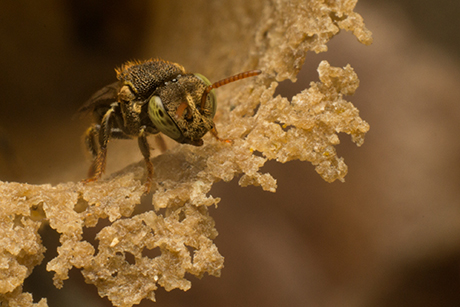 Nannotrigona sp - Fotografía por Gustavo Espinel | Estudiante U.N.