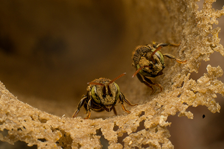 Nannotrigona sp - Fotografía por Gustavo Espinel | Estudiante U.N.