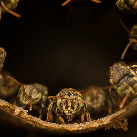 Nannotrigona sp - Fotografía por Gustavo Espinel | Estudiante U.N.