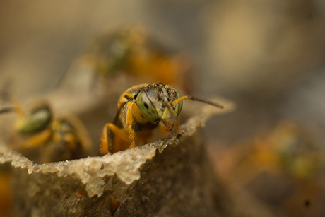 Tetragonisca angostula - Fotografía por Gustavo Espinel | Estudiante U.N.