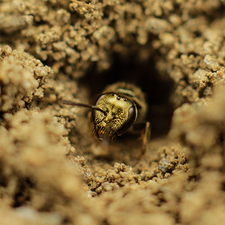 Hallictidae - Fotografía por Gustavo Espinel | Estudiante U.N.