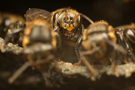Scaptotrigona cf.limae - Fotografía por Gustavo Espinel | Estudiante U.N.