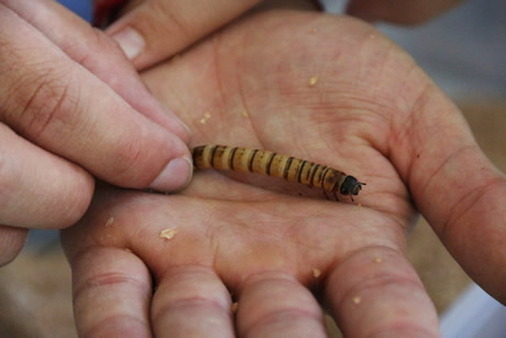 Se estima que en Colombia hay unas 320.000 especies de insectos.
