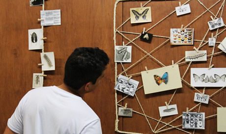 En varias exposiciones se mostró la diversidad de los insectos.