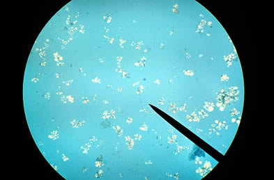 Se tiene proyectado evaluar el funcionamiento de un biorreactor con células de neem. Foto: cortesía Fernando Orozco Sánchez.