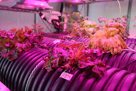 Por ahora se está en la fase experimental de producción de lechuga y tomate cherry.
