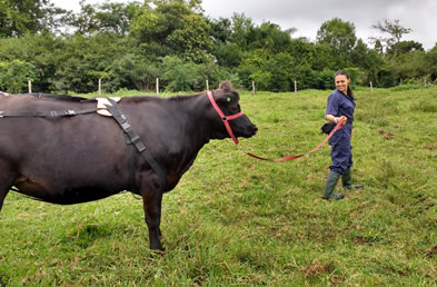 Para Alejandra “las vacas son animales fenomenales con mucho por enseñarnos”. Foto cortesía.