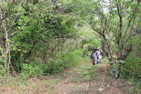 La vegetación del bosque seco tropical está compuesta por arbustos, hierbas, epífitas y plantas trepadoras.