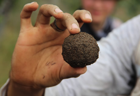 Entre los ensayos utilizados para la reforestación está la materia orgánica con semillas.