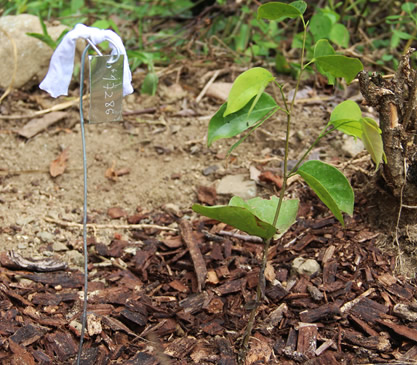 A los árboles plantados se les ponen plaquetas para identificarlos y monitorearlos.