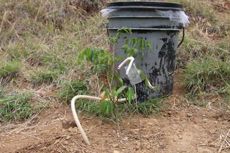 Los cuñetes son una opción diseñada para el riego de las plantaciones.