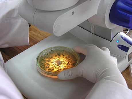 La CIB celebra 50 años aportando al fortalecimiento de la investigación y la ciencia en la región y el país. Foto: cortesía CIB.