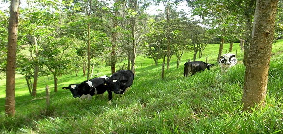 1.	Los sistemas silvopastoriles son adecuados para el desarrollo de la ganadería, según estudios de la Sede. Foto: cortesía Luis Alfonso Giraldo Valderrama.