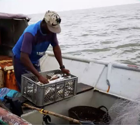 El convenio busca reducir impactos ambientales y económicos del actual sistema de pesca. Foto: reproducción / cortesía Diego Alejadro Torres Galindo.