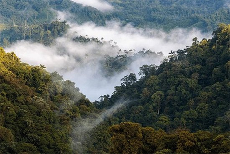 El plan de estudios de Ingeniería Forestal está diseñado, entre otras cosas, para aplicar soluciones a problemas específicos. Foto: cortesía Mariana Gutiérrez Múnera.