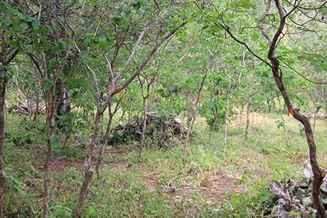 La formación que ofrece el Departamento de Ciencias Forestales toma herramientas ecología, ingeniería, administración y economía para aprovechar, transformar y conservar productos del bosque. Foto: Unimedios
