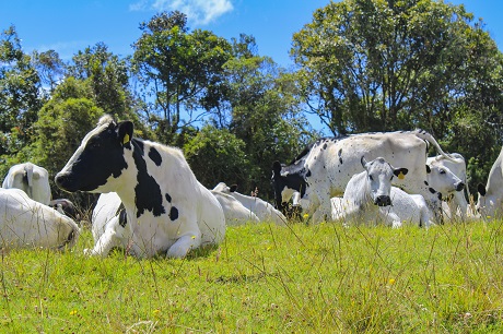 La Certificación fue otorgada por el Instituto Colombiano Agropecuario (ICA). Foto: Unimedios.