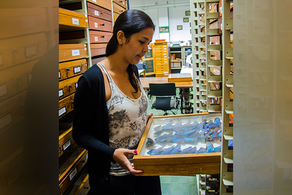 El Museo Entomológico de la UNAL Medellín lleva el nombre de Francisco Luis Gallego, considerado uno de los padres de la entomología en Colombia. Foto: Unimedios.