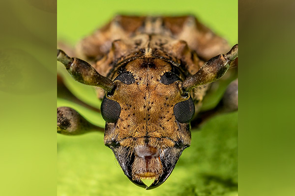 Los espectadores podrán observar esta fotografía en la exposición. El autor la denomina “Guardián del bosque”. Foto: Foto: cortesía Karlus Morales.