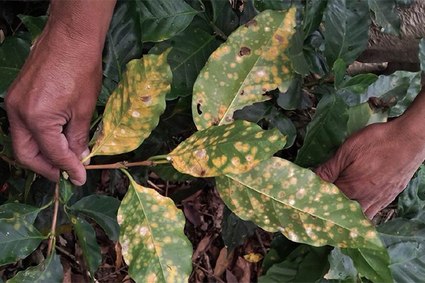Una de las royas más conocidas es la que afecta el cultivo de café. Foto: tomada de bit.ly/41sPuVB