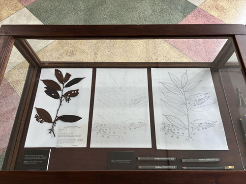 La exposición itinerante "Plantas Nativas de Colombia" es una muestra de arte, botánica y divulgación científica. Foto cortesía Red Cultural.