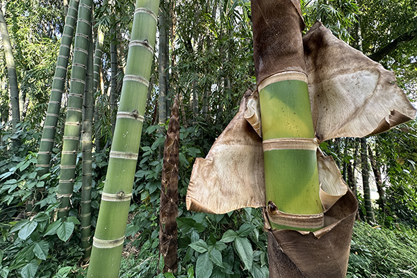 La guadua (Guadua angustifolia Kunth) es una de las 1.700 especies de bambú que existen en el mundo. Foto de Unimedios.