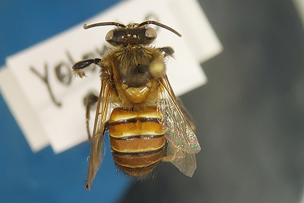 La abeja melipona es una especie sin aguijón. Foto cortesía