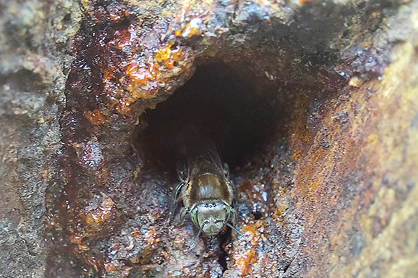La deforestación amenaza la presencia de esta especie en los territorios del departamento y del país. Foto cortesía.