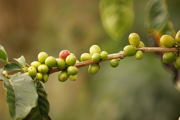 La investigación se realizó en Betania (Antioquia). Foto Pixabay.