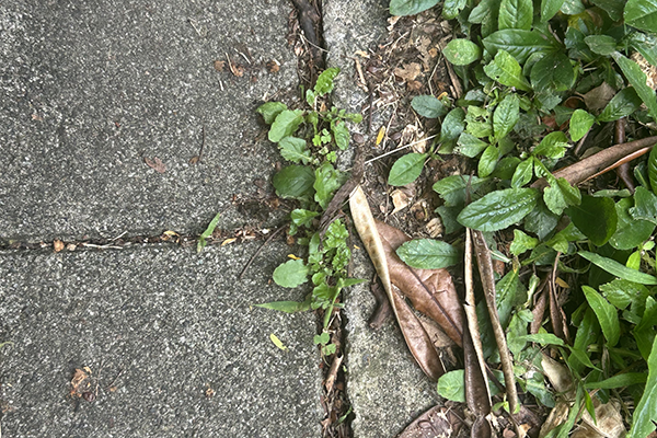 Las plantas ruderales crecen en espacios como grietas o paredes. Foto de Unimedios.