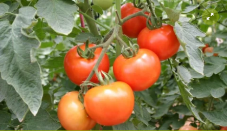906